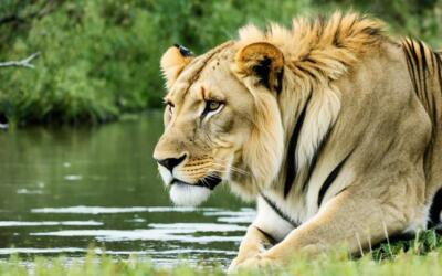 mala mala reserve south africa