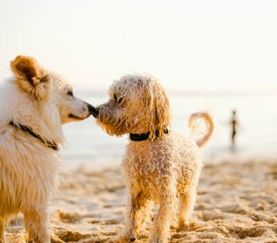 pexels ayyeee ayyeee 434363205 19092213 scaled