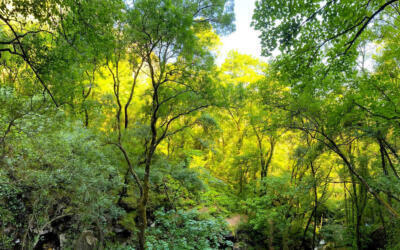 52918281307 52eecca695 k