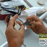 LAS VEGAS & ALCARRIA MADRILEÑA ACOGERÁ EL ENCUENTRO NATUREWATCH 2024