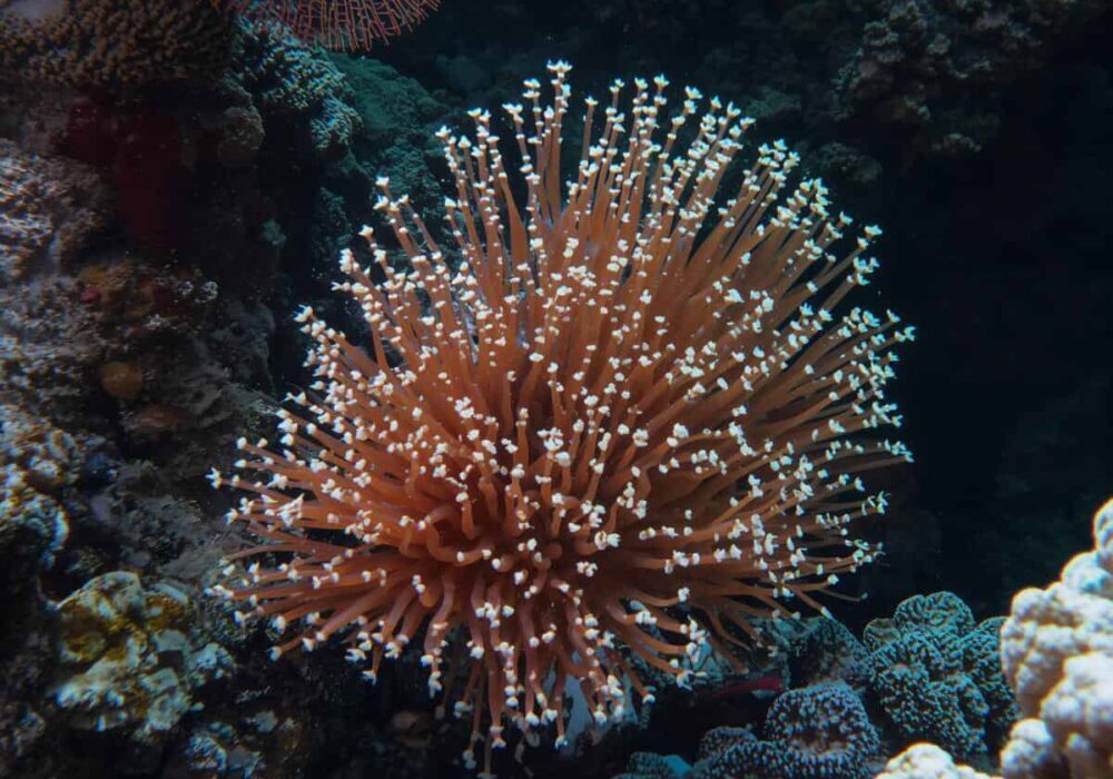 Barrera de Coral de Australia