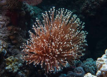 Barrera de Coral de Australia