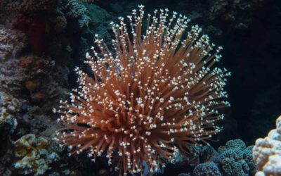 Barrera de Coral de Australia