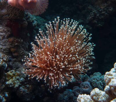 Barrera de Coral de Australia
