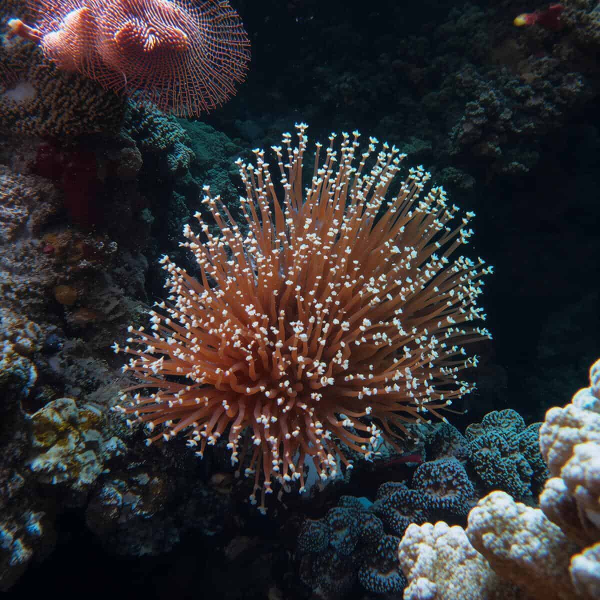 Barrera de Coral de Australia
