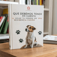 Qué debemos tener en cuenta al dejar tu perro en una residencia canina