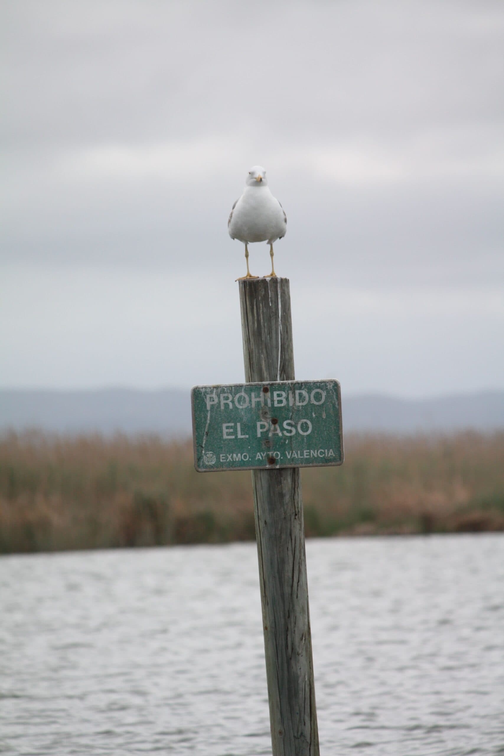 Paseo en barca albuferenc por los canales del Parque Natural de la Albufera de Valencia