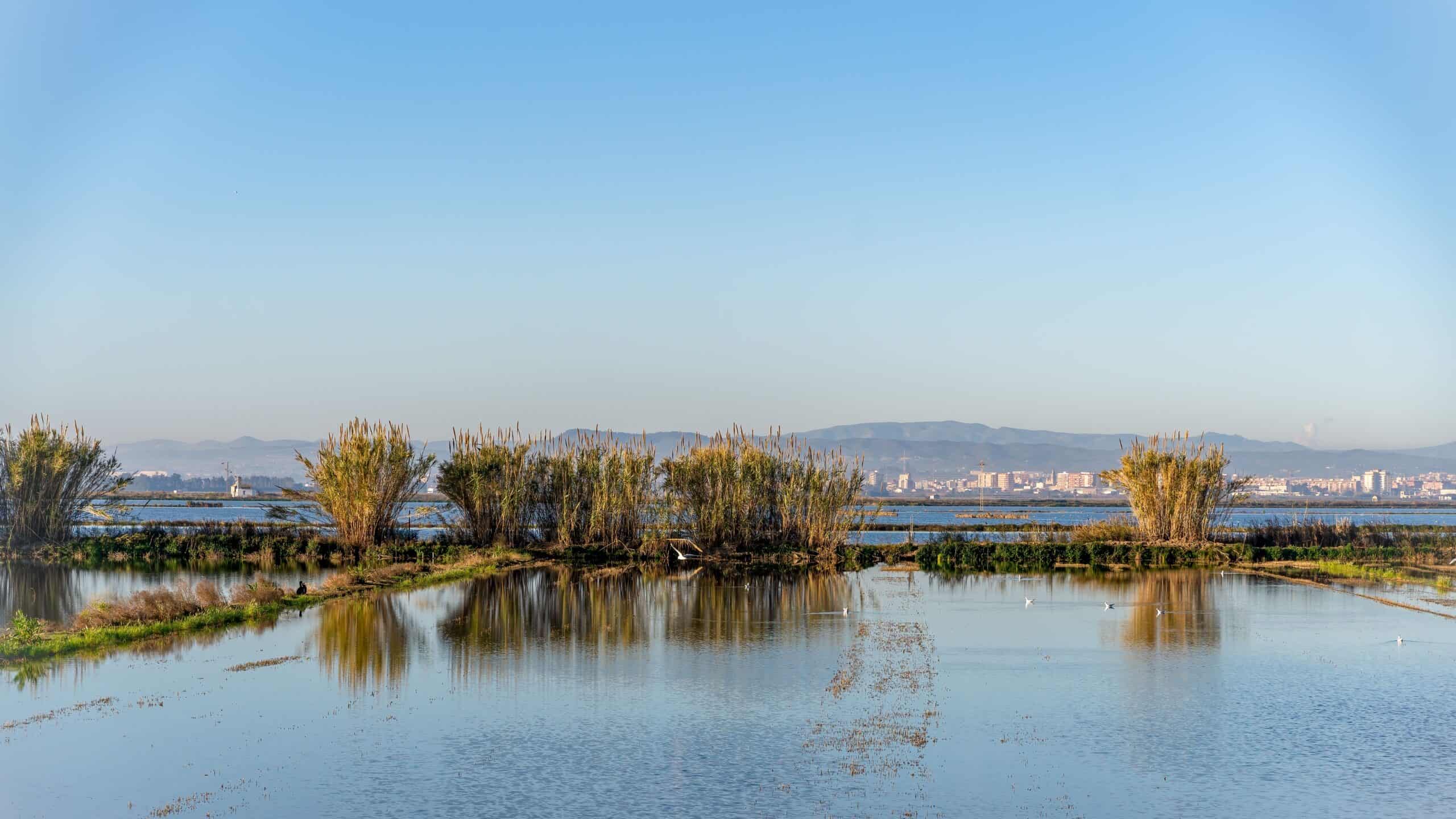 Atardecer sobre los arrozales dorados de la Albufera de Valencia en época de cosecha