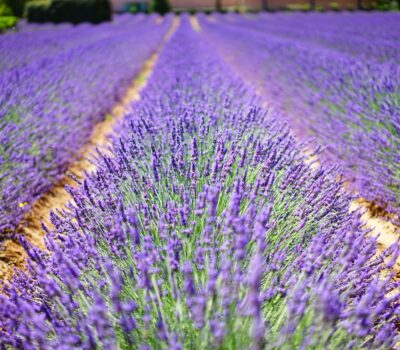 Campos de Lavanda Brihuega